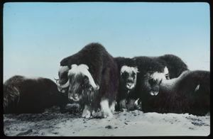 Image of Musk-oxen